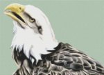 (image for) Bald Eagle 3